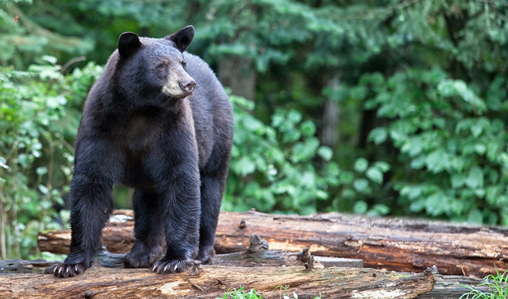 Black bear in the forest