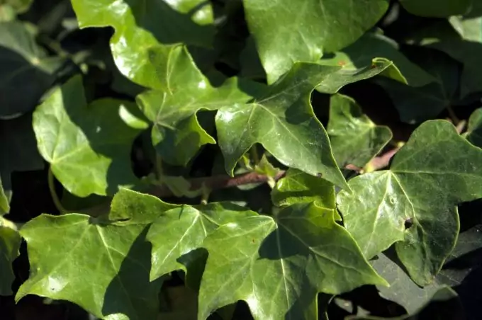 Ivy plant poison 