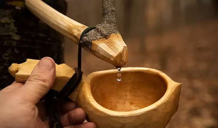 The process for tapping birch trees is so wonderfully easy and low-key