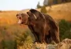 Brown bear getting ready to attack