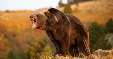 Brown bear getting ready to attack