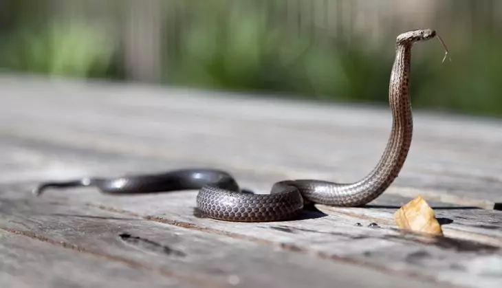 Brown Snake on the Ground