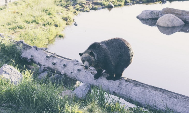 Black Bear Standing on Wood Log Inside Enclosed Area