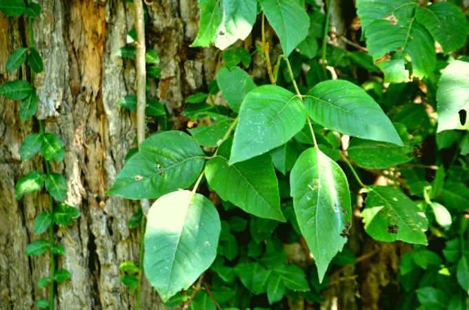 Poison Ivy rash plant