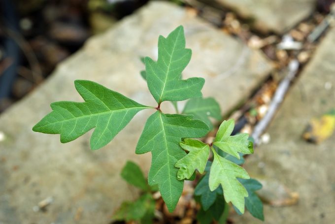 Poison Ivy Rash Plant