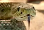 Close-up of rattlesnak