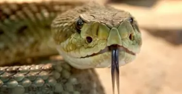 Close-up of rattlesnak