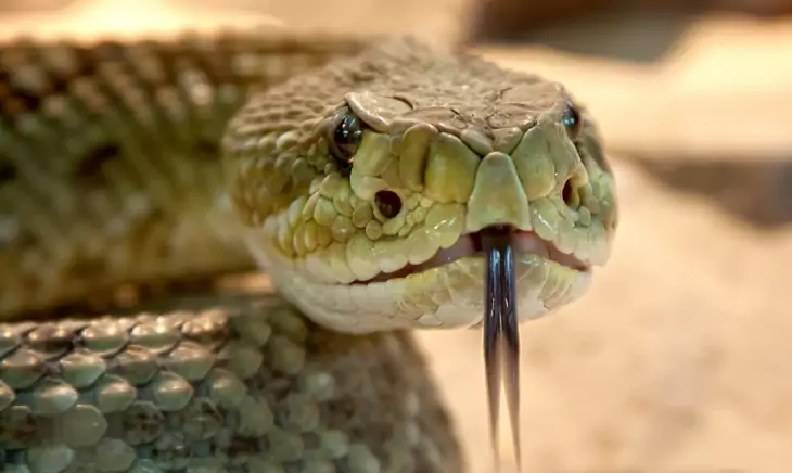 Close-up of rattlesnak