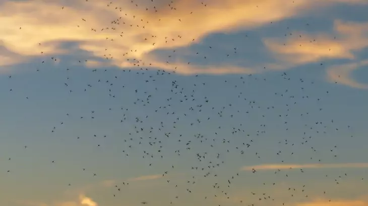 Big group of Close up of mosquitos