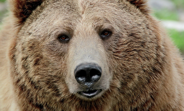 Close-up of a bear's face
