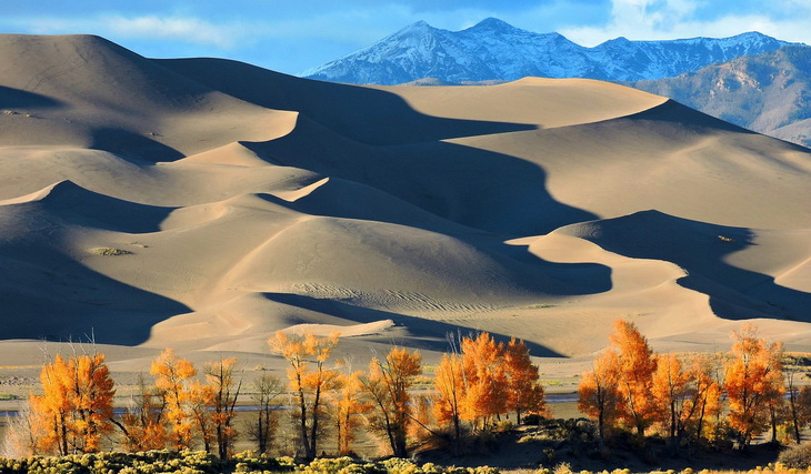 cottonwoods tree in desert