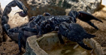 Black scorpion on the ground