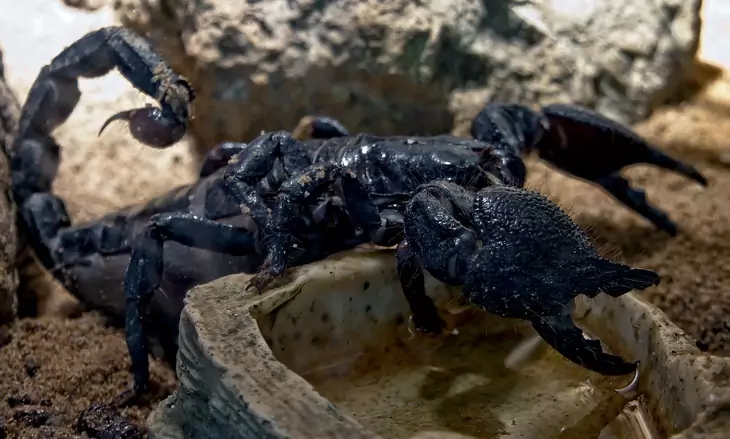 Black scorpion on the ground