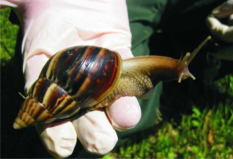 Edible Snails: Where to Buy, How to Grow and Cook These Dishes