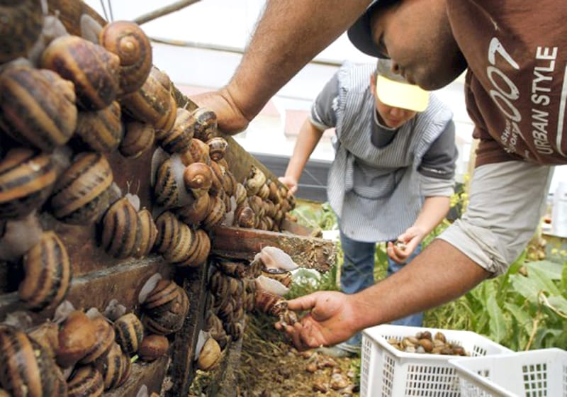 Edible Snails Where to Buy, How to Grow and Cook These Dishes