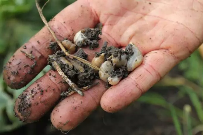 snails-in-thegarden