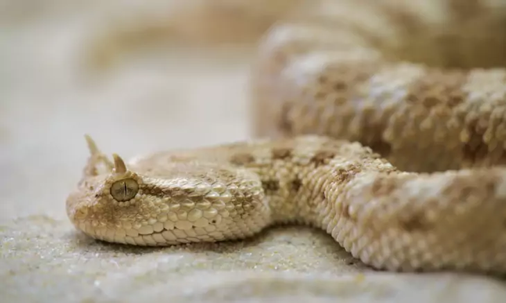 White Tan Snake