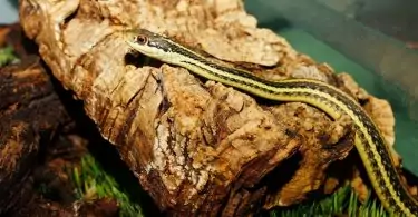 Garter Snake on Stone