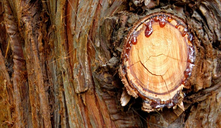 tree releasing an excessive amount of sap