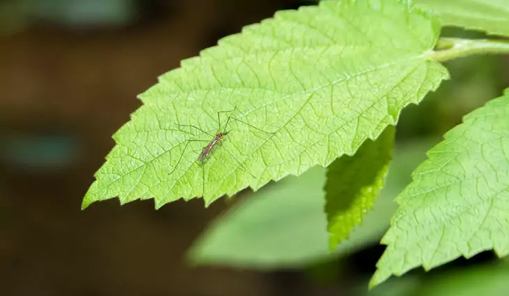 Mosquito on a leaf