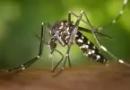 Black White Mosquito
