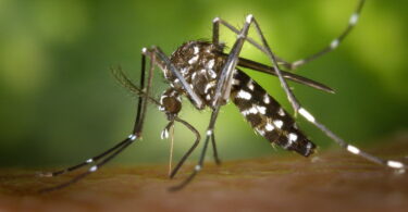 Black White Mosquito
