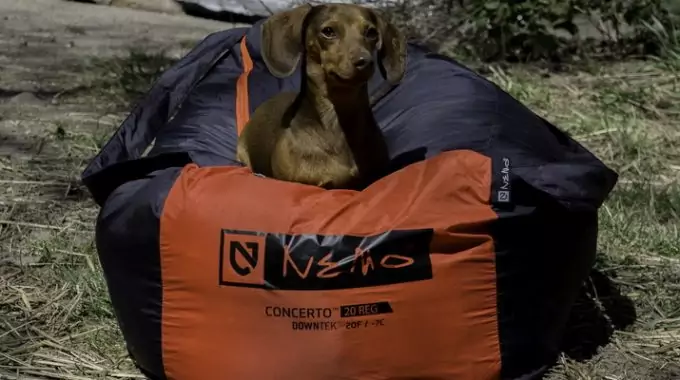 A little dog sitting on a NEMO Concerto Sleeping Bag