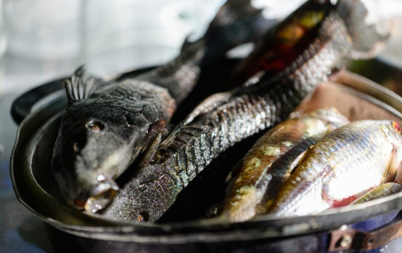 How to Find Food in the Wild: Step-by-Step Instructions & Expert’s Advice