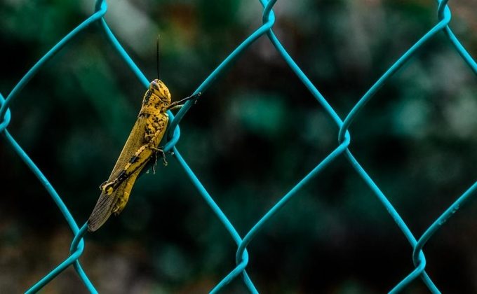 A small yellow insect