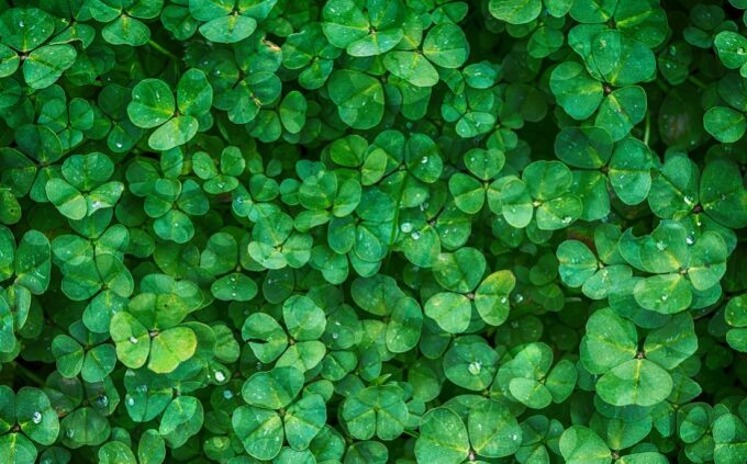 clovers