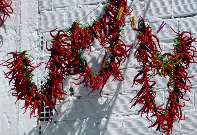 hanged peppers sun drying