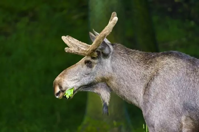 moose eating a plant